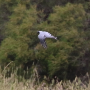 Coracina novaehollandiae at Gordon, ACT - 1 Dec 2021