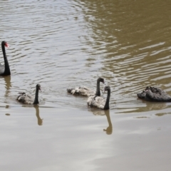 Cygnus atratus (Black Swan) at Point Hut Pond - 1 Dec 2021 by RodDeb