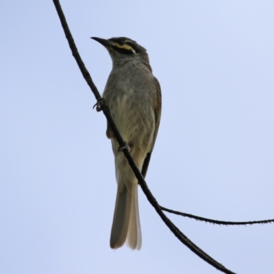 Caligavis chrysops (Yellow-faced Honeyeater) at Gordon, ACT - 1 Dec 2021 by RodDeb