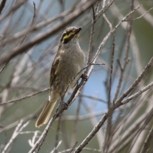 Caligavis chrysops at Gordon, ACT - 1 Dec 2021 12:53 PM