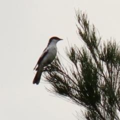 Lalage tricolor (White-winged Triller) at Gordon, ACT - 1 Dec 2021 by RodDeb