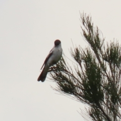 Lalage tricolor at Gordon, ACT - 1 Dec 2021 01:17 PM