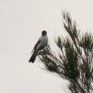 Lalage tricolor at Gordon, ACT - 1 Dec 2021 01:17 PM