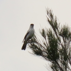 Lalage tricolor at Gordon, ACT - 1 Dec 2021 01:17 PM