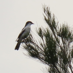 Lalage tricolor at Gordon, ACT - 1 Dec 2021 01:17 PM