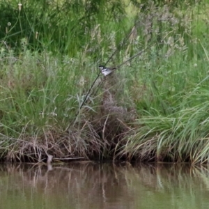 Lalage tricolor at Gordon, ACT - 1 Dec 2021 01:17 PM