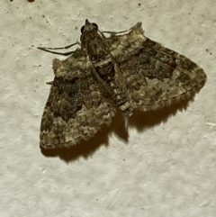 Phrissogonus laticostata (Apple looper moth) at Jerrabomberra, NSW - 1 Dec 2021 by SteveBorkowskis