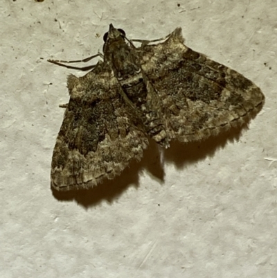 Phrissogonus laticostata (Apple looper moth) at Jerrabomberra, NSW - 1 Dec 2021 by SteveBorkowskis