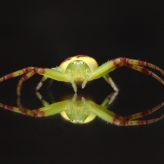 Lehtinelagia sp. (genus) (Flower Spider or Crab Spider) at Evatt, ACT - 30 Nov 2021 by TimL
