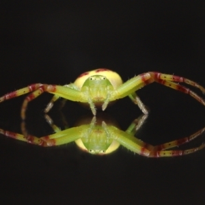 Lehtinelagia sp. (genus) at Evatt, ACT - 30 Nov 2021