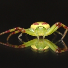 Lehtinelagia sp. (genus) at Evatt, ACT - 30 Nov 2021