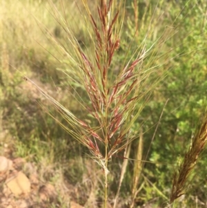 Austrostipa densiflora at Molonglo Valley, ACT - 1 Dec 2021