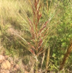 Austrostipa densiflora (Foxtail Speargrass) at Black Mountain - 1 Dec 2021 by dgb900
