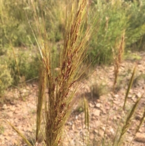 Austrostipa densiflora at Molonglo Valley, ACT - 1 Dec 2021