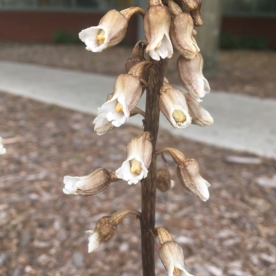 Gastrodia sesamoides (Cinnamon Bells) at Bruce, ACT - 1 Dec 2021 by dgb900