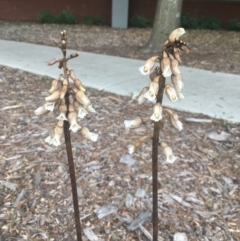 Gastrodia sesamoides at Bruce, ACT - 1 Dec 2021