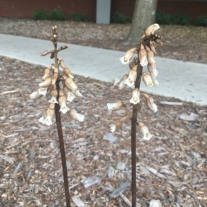 Gastrodia sesamoides at Bruce, ACT - 1 Dec 2021