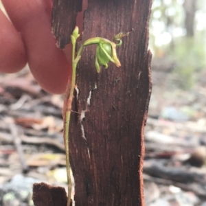 Caleana minor at Greenwich Park, NSW - suppressed