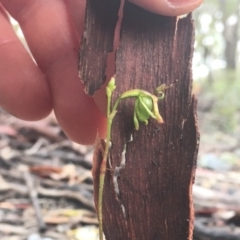 Caleana minor at Greenwich Park, NSW - suppressed