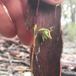 Caleana minor at Greenwich Park, NSW - suppressed