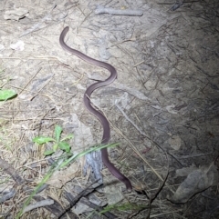 Anilios nigrescens (Blackish Blind Snake) at Bruce Ridge - 1 Dec 2021 by Sam72