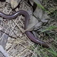 Anilios nigrescens at O'Connor, ACT - 1 Dec 2021