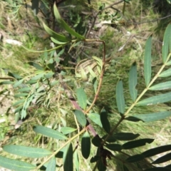 Polyscias sambucifolia (Elderberry Panax) at Cotter River, ACT - 29 Nov 2021 by Christine