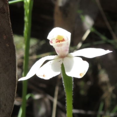 Caladenia alpina (Mountain Caps) at Cotter River, ACT - 29 Nov 2021 by Christine