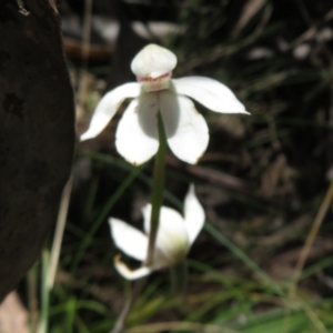 Caladenia alpina at Cotter River, ACT - 29 Nov 2021