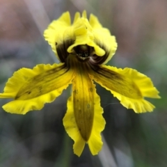 Velleia paradoxa (Spur Velleia) at Namadgi National Park - 27 Nov 2021 by Nikki