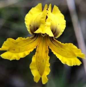 Goodenia paradoxa at Tennent, ACT - 27 Nov 2021