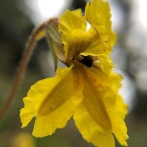 Goodenia paradoxa at Tennent, ACT - 27 Nov 2021