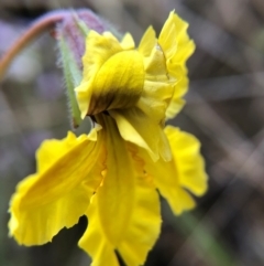 Goodenia paradoxa at Tennent, ACT - 27 Nov 2021