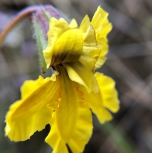 Goodenia paradoxa at Tennent, ACT - 27 Nov 2021