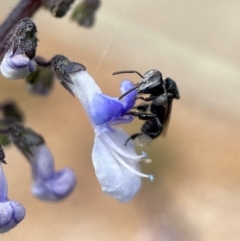 Tetragonula carbonaria (Stingless bee) at Mogo, NSW - 1 Dec 2021 by PeterA