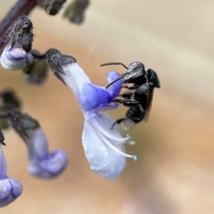 Tetragonula carbonaria at Mogo, NSW - suppressed