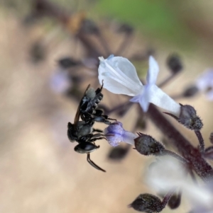 Tetragonula carbonaria at Mogo, NSW - suppressed