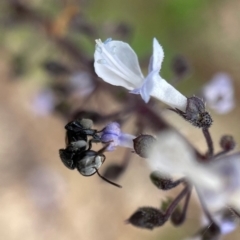 Tetragonula carbonaria at Mogo, NSW - suppressed