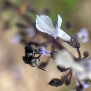 Tetragonula carbonaria at Mogo, NSW - suppressed