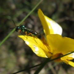 Eurys sp. (genus) (Eurys sawfly) at Namadgi National Park - 29 Nov 2021 by Christine