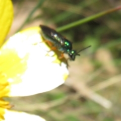 Eurys sp. (genus) at Cotter River, ACT - 29 Nov 2021