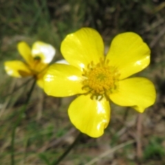 Ranunculus lappaceus (Australian Buttercup) at Cotter River, ACT - 29 Nov 2021 by Christine
