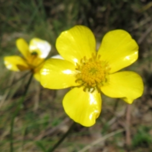 Ranunculus lappaceus at Cotter River, ACT - 29 Nov 2021