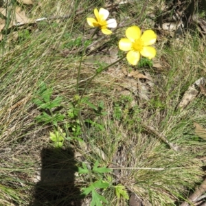 Ranunculus lappaceus at Cotter River, ACT - 29 Nov 2021