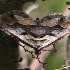 Melitulias oriadelpha at Cotter River, ACT - 29 Nov 2021