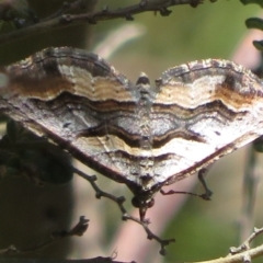 Melitulias oriadelpha at Cotter River, ACT - 29 Nov 2021