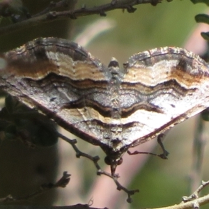 Melitulias oriadelpha at Cotter River, ACT - 29 Nov 2021