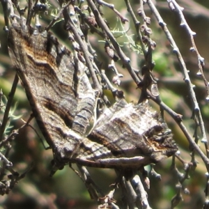 Melitulias oriadelpha at Cotter River, ACT - 29 Nov 2021