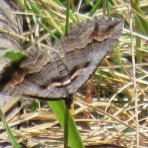 Melitulias oriadelpha at Cotter River, ACT - 29 Nov 2021