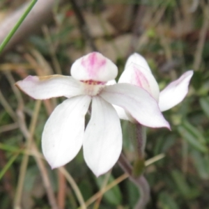 Caladenia alpina at Cotter River, ACT - suppressed